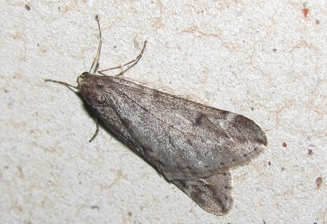 Geometridae - Alsophila aescularia
